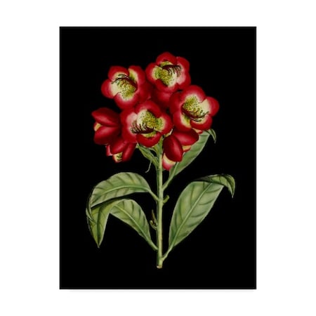 Unknown 'Crimson Flowers On Black Iii' Canvas Art,14x19